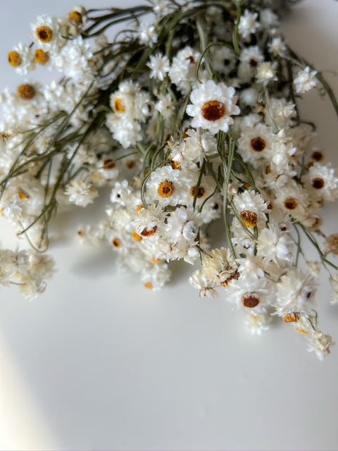 Dried Ammobium - Sunny Meadows Flower Farm