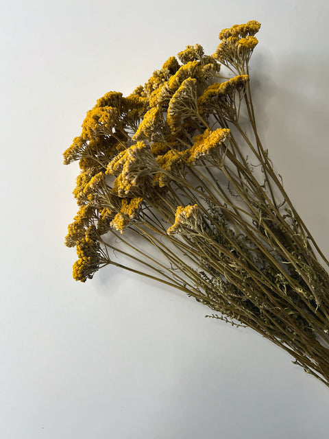 Dried Yellow Yarrow - Sunny Meadows Flower Farm
