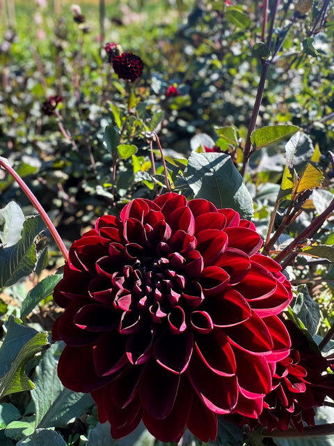 Dahlia Tuber Manoa - Sunny Meadows Flower Farm
