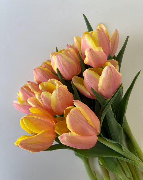 Tulip Bulbs-Mango Charm