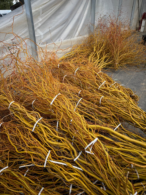 Curly Willow Bunch - Golden - Sunny Meadows Flower Farm