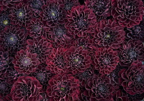 Dahlia Tuber Manoa - Sunny Meadows Flower Farm