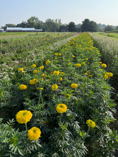 Holiday Marigolds at Your Door - Sunny Meadows Flower Farm