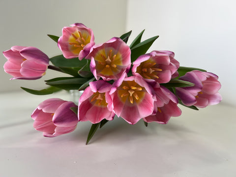 Tulip Bulbs-Light and Dreamy