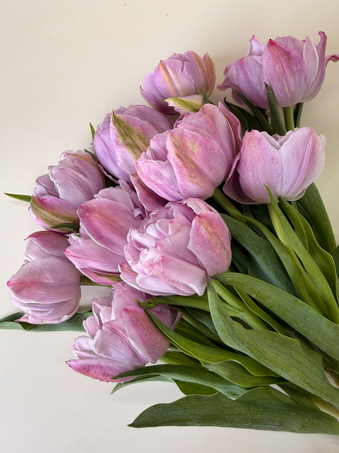 Tulip Bulbs-Katinka