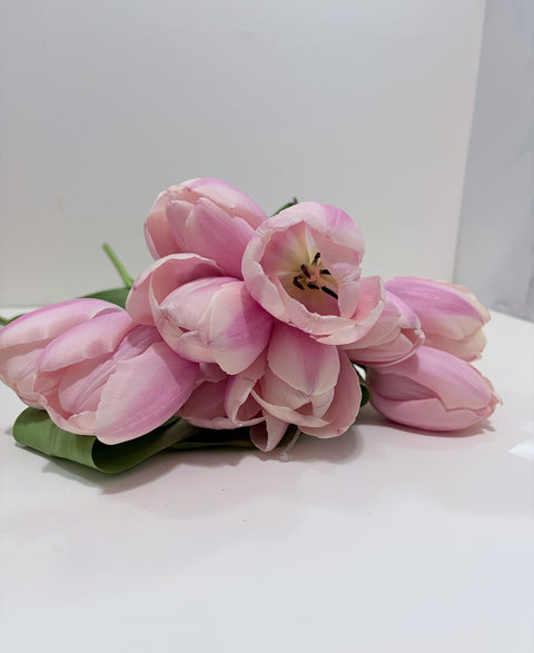 Tulip Bulbs-Thijs Boots