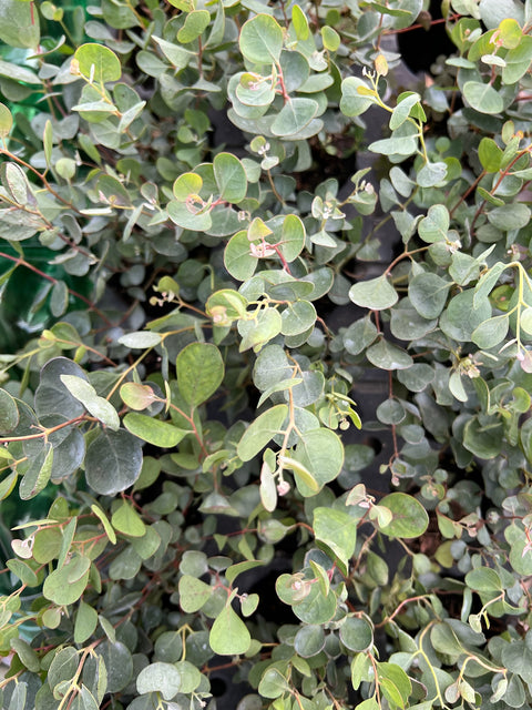Eucalyptus Parvifolia-3 Plugs - Sunny Meadows Flower Farm