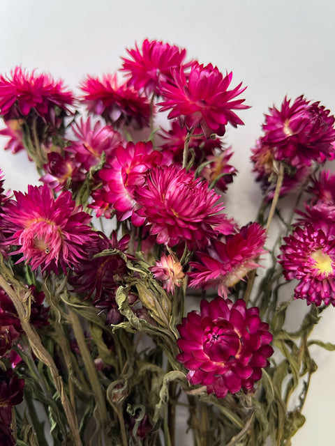 Dried Strawflower Burgundy - Sunny Meadows Flower Farm