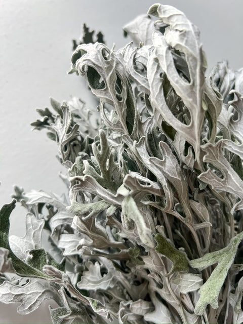 Dried Dusty Miller Candicans - Sunny Meadows Flower Farm