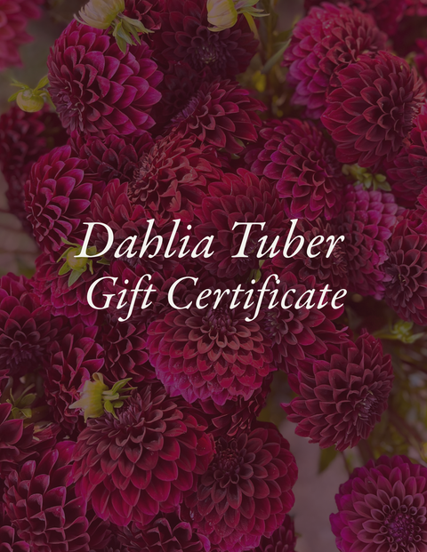 Dahlia Tuber Gift Certificate