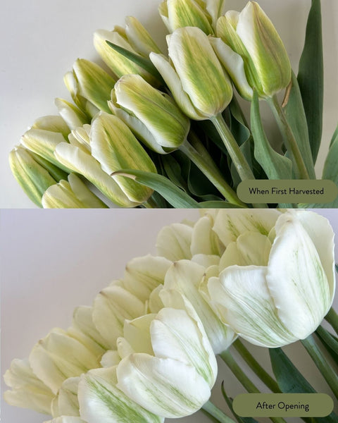 Tulip Bulbs-Green Spirit - Sunny Meadows Flower Farm