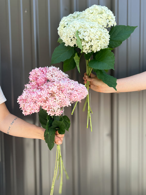 Hydrangeas at Your Door