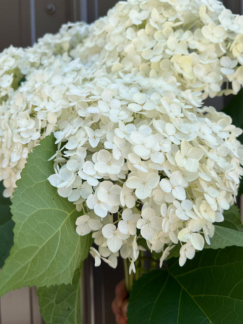 Hydrangeas at Your Door