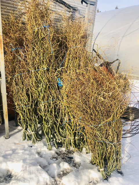 Curly Willow Bunch - Green - Sunny Meadows Flower Farm