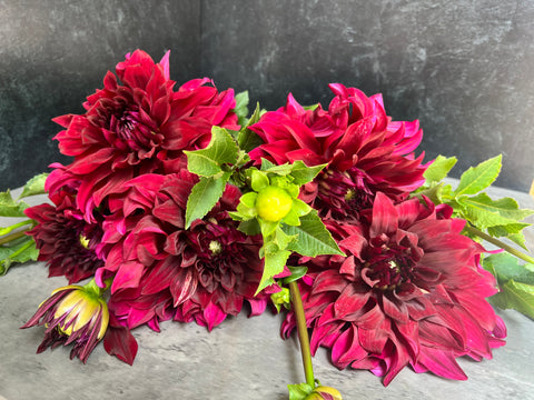 Dahlia Tuber Mix-Dark & Moody-10 Tubers - Sunny Meadows Flower Farm