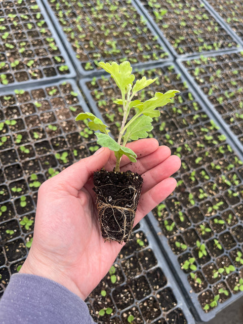 Mum Billy Belle-3 Rooted Cuttings