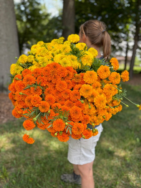 Holiday Marigolds at Your Door
