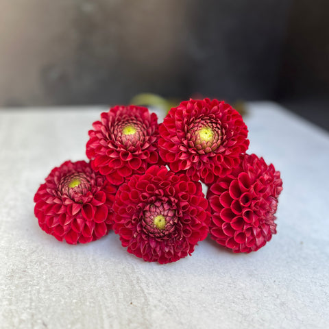 Dahlia Tuber Mix-Autumnal Tones-10 Tubers - Sunny Meadows Flower Farm