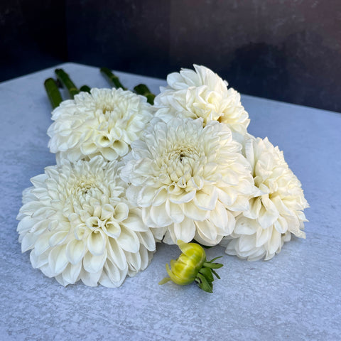 Dahlia Tuber Mix-White Wedding-10 Tubers - Sunny Meadows Flower Farm