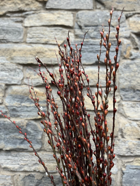 Willow-Red Bud With Shells On - Sunny Meadows Flower Farm