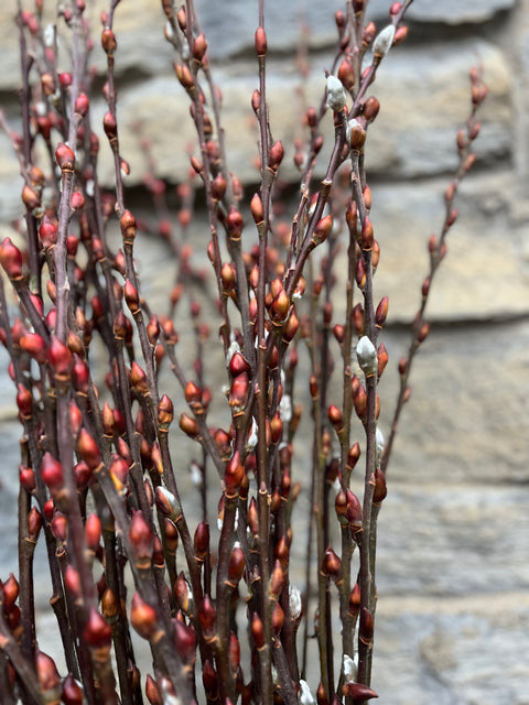 Willow-Red Bud With Shells On - Sunny Meadows Flower Farm
