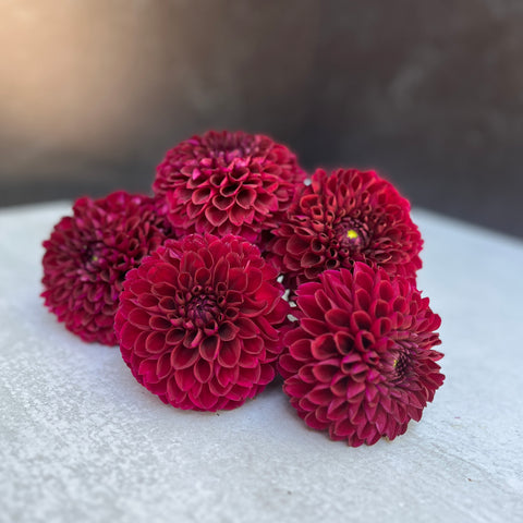 Dahlia Tuber Mix-Dark & Moody-10 Tubers - Sunny Meadows Flower Farm