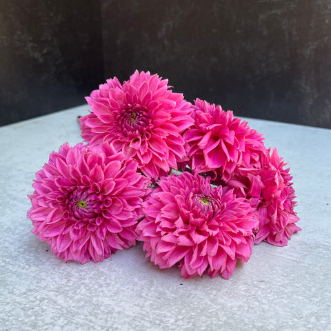 Dahlia Tuber Mix-Bright & Cheery-10 Tubers - Sunny Meadows Flower Farm