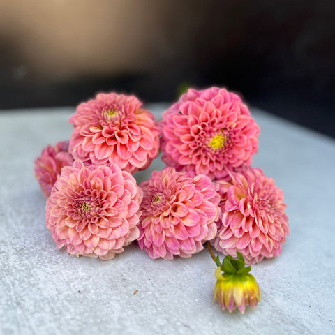 Dahlia Tuber Mix-Sunset Mix- 10 tubers - Sunny Meadows Flower Farm