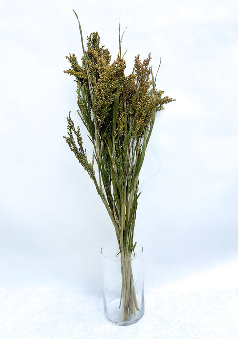 Dried Proso Millet - Sunny Meadows Flower Farm