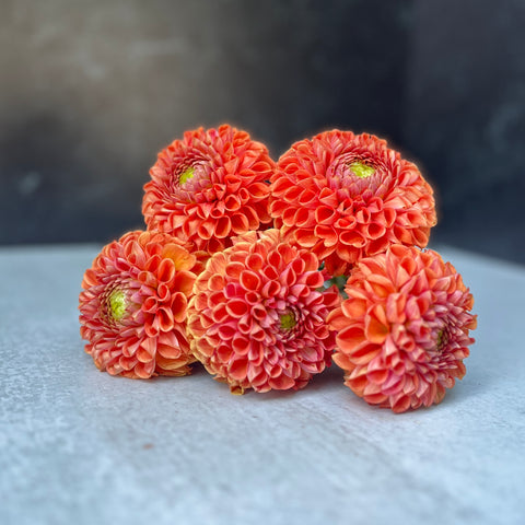 Dahlia Tuber Mix-Autumnal Tones-10 Tubers - Sunny Meadows Flower Farm