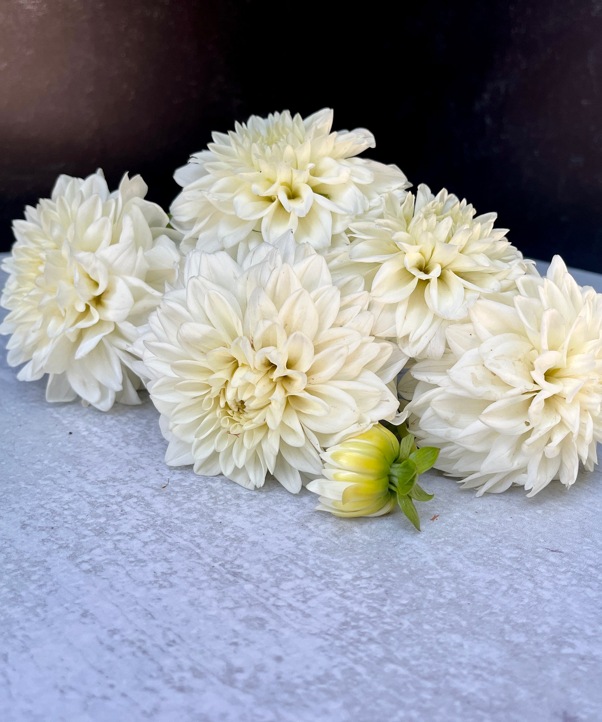 Dahlia Tuber Blizzard Sunny Meadows Flower Farm