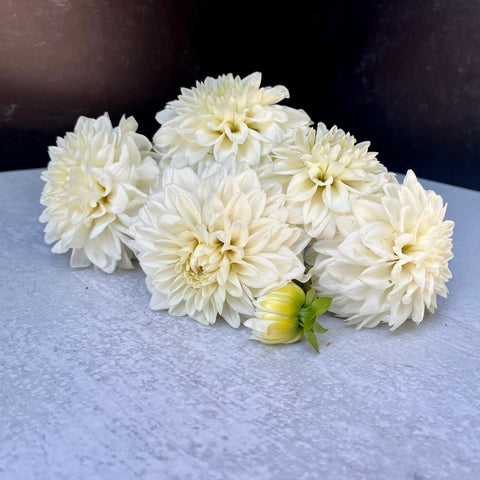 Dahlia Tuber Blizzard - Sunny Meadows Flower Farm