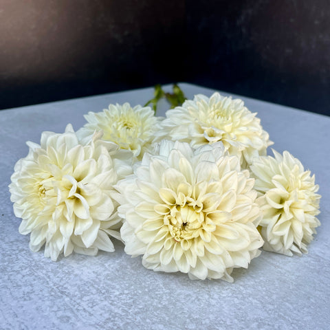 Dahlia Tuber Mix-White Wedding-10 Tubers - Sunny Meadows Flower Farm