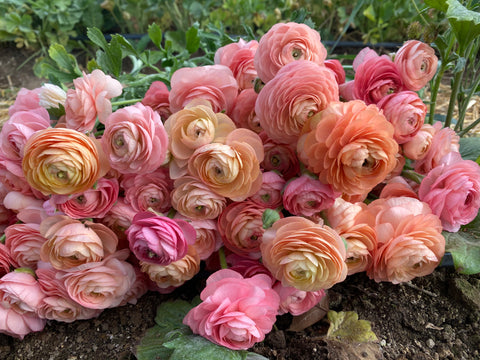 Ranunculus Corms-Salmon - Sunny Meadows Flower Farm