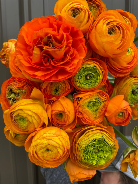 Ranunculus Corms-Orange - Sunny Meadows Flower Farm
