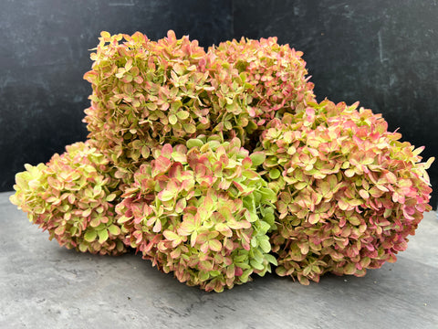 Hydrangea Little Lime-4 Liners