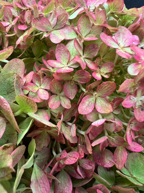 Hydrangea Little Lime-4 Liners