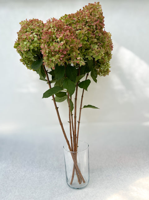 Hydrangea Little Lime-4 Liners