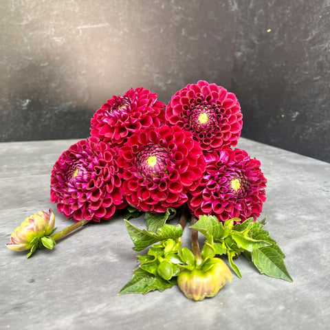 Dahlia Tuber Mix-Dark & Moody-10 Tubers - Sunny Meadows Flower Farm