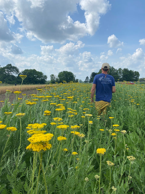 Yarrow Cloth of Gold-Bareroot Plant