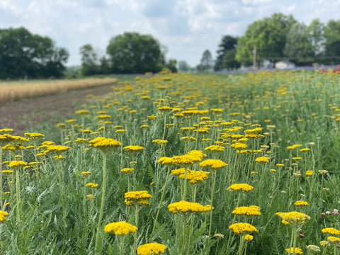 Yarrow Cloth of Gold-Bareroot Plant