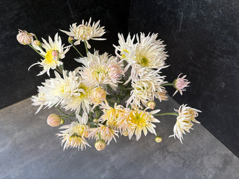 Mum White City-3 Rooted Cuttings