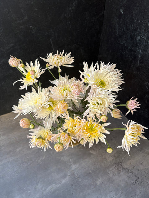 Mum White City-3 Rooted Cuttings