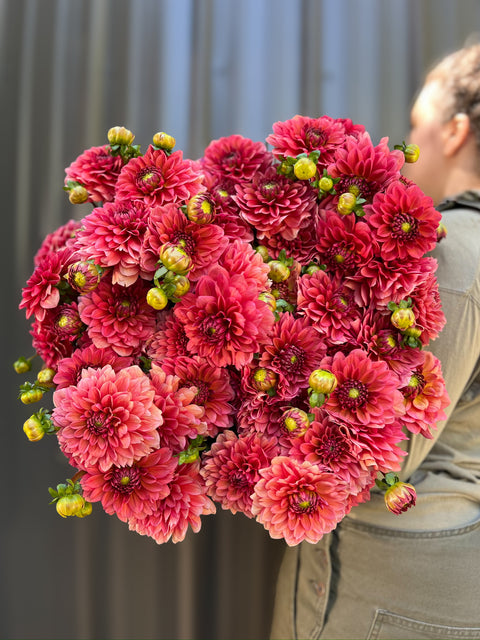 Dahlia Tuber Salmon Runner - Sunny Meadows Flower Farm