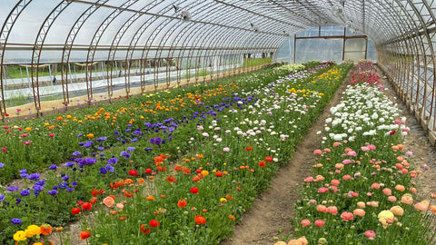 Ranunculus + Anemones
