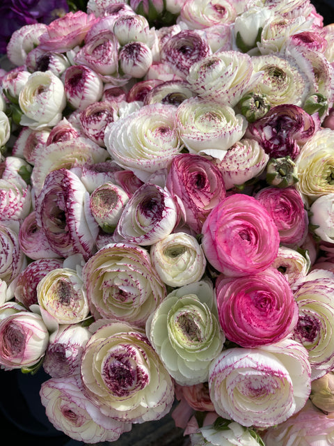Ranunculus Corms-Bianco Striato - Sunny Meadows Flower Farm