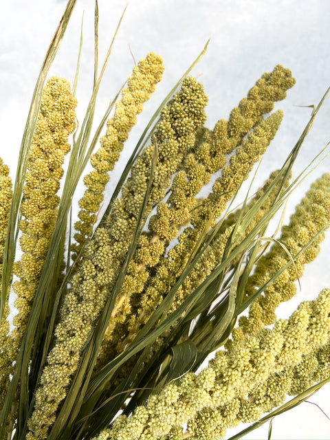 Dried Limelight Millet