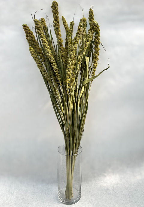 Dried Limelight Millet