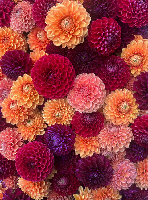 Dahlia Tuber Mix-Autumnal Tones-10 Tubers - Sunny Meadows Flower Farm