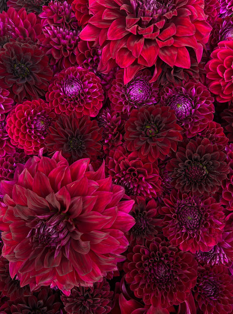 Dahlia Tuber Mix-Dark & Moody-10 Tubers - Sunny Meadows Flower Farm